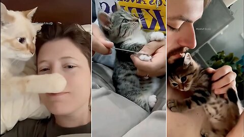 Cute Cats Funny Compilatio 2023 | Purrfectl;y Kitty Klips