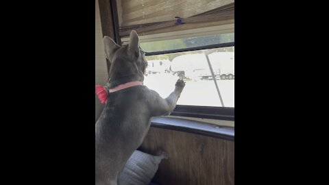 Frenchie bravely defends home from hilarious broom attack