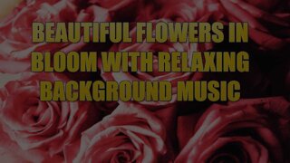 Collection Of Beautiful Flowers in Bloom With Relaxing Background Music.