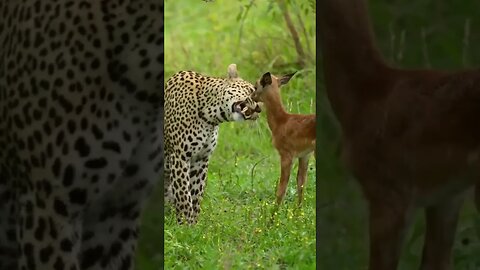 Leopard vs baby Deer