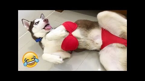 Best Funny Animal Videos Of The 2023 🤣 - Funniest Cats And Dogs Videos 😺😍😂🐶 Funny cat & dog videos 😍