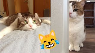 Funny Cats try not to laugh 😹😹 || funniest cat videos