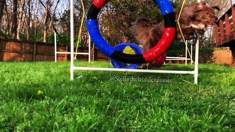 Agile dog totally misses tire jump