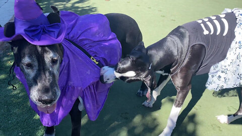 Great Danes Enjoy A Fun Run With Their Halloween Costumes