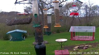 Northern mockingbird on PA Bird Feeder 1 5/2/2022
