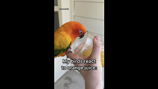 My birds react to orange juice!