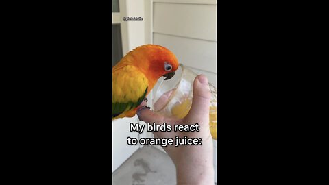 My birds react to orange juice!