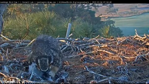 Owlet Tries To Swallow a Bat 🦉 3/4/22 07:14