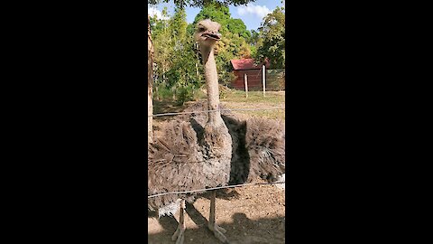 Two big Ostriches