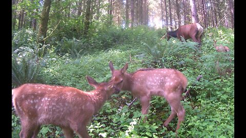 Baby Roosevelt Elk Frolicking in the Forest; Trail Cam Nature Video