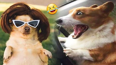 Funniest Animals 2023 || Funny Aniamls