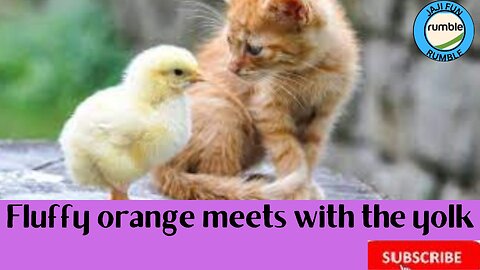 Fluffy orange meets with the yolk