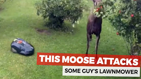 Moose Takes An Automatic Lawnmower Down