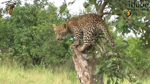 Leopard And Cub - Life Outside The Bushcamp - 13: Strolling Along The Bushcamp Access Road