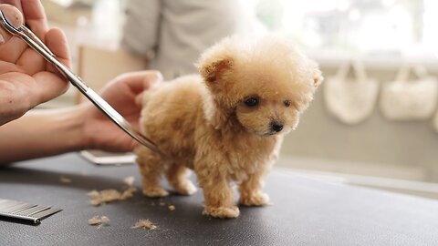 A very small puppy grooming for the first time at 3 months of age