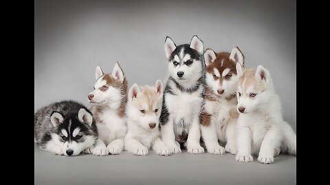 Cute Siberian Husky Puppies video.