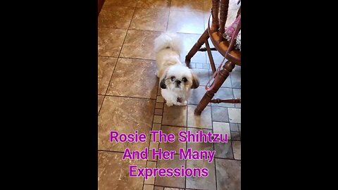 Rosie The Shihtzu And Her Many Expressions
