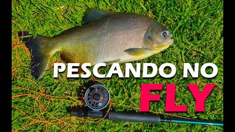 PESCANDO NO PESQUEIRO DE FLY? ASSISTA! - DALE! Pesca #1