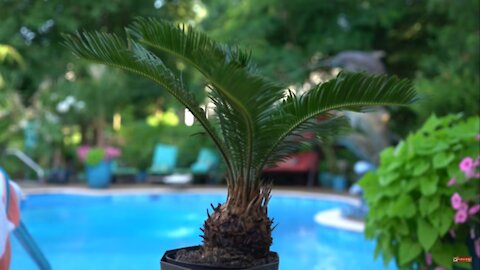 Sago Palm Care & Issues - Cycas revoluta