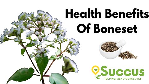 The Health Benefits of Boneset