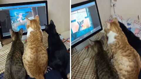 Cats are watching Tom and Jerry before going to bed