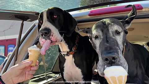 Five Funny Great Danes Love Going Out For Ice Cream