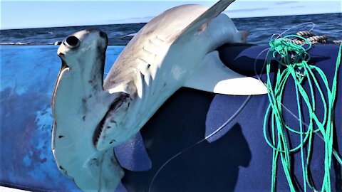 Galapagos guides work tirelessly to free sharks from illegal fishing gear