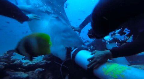 FIJI Tiger Shark Attack 😱🦈