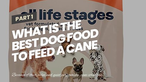 What is the best dog food to feed a cane corso?