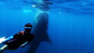 Swimmer Photo Bombs Beautiful Encounter With Whale Shark