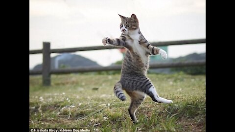 Kung Fu cat