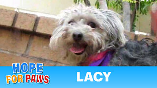 Lacy - saved from euthanasia - Please share this video