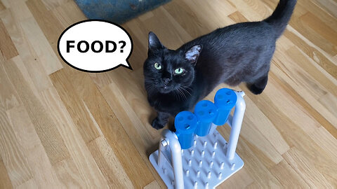 Vilma Cat Solves A Tower Food Puzzle