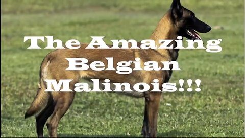 The Amazing Belgian Malinos - New Order K9 #adestramento #dogtraining #k9 #petslovers