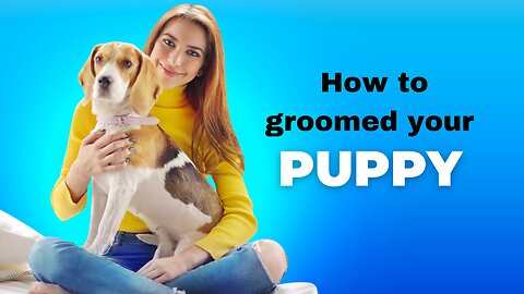 How to groom your dog