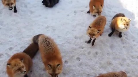 Fox village in Japan may be cutest place on Earth