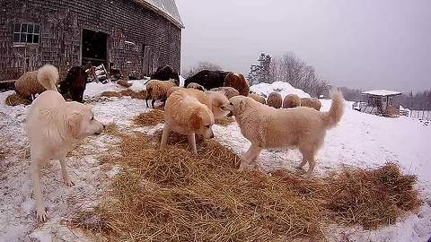 Livestock guardian dogs take "vicious" playtime break