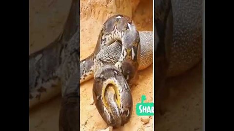 Monitor Lizard protect her Eggs from Phyton Snake attack