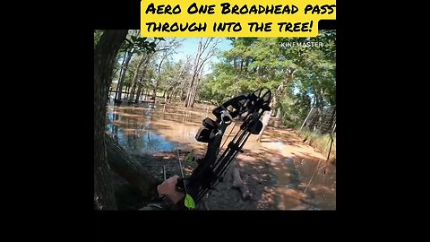 AERO ONE Broadhead Pass Through into tree! 🐗🏹 SMACK!! (Discount below!)