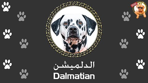 الدلميشن | ليه الناس ما بتربيش دلميشن مع إنه بيعمل كل حاجة إتفرج للآخر و شوف بنفسك | Dalmatian Dog