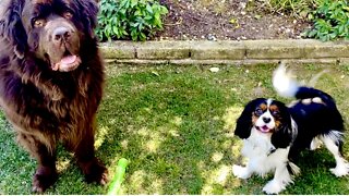 Cavalier Puppy Adorably Takes Newfie’s Toys