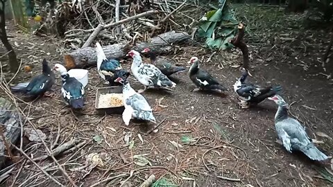 Muscovy Ducks, Danny and Dm and some girls, 6th June 2021