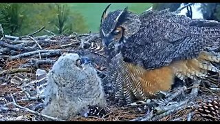 A Mom and Owlet Close-up 🦉 3/22/22 17:58