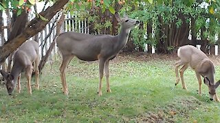 Deer teaches her fawn how to pick apples