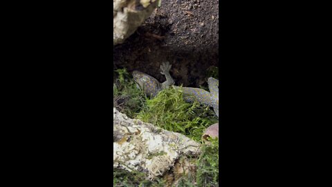 Welcome our New Tokay Gecko