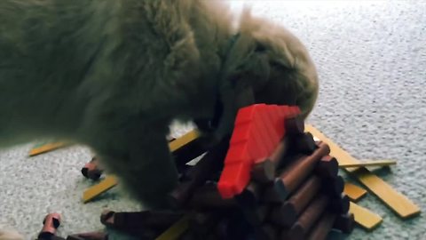 "Savage" puppy obliterates entire village