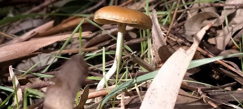 Psilocybin South Australian magic mushrooms