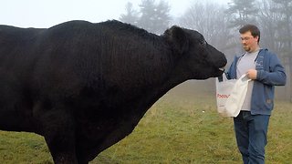 Giant bull turns his nose up at banana offering