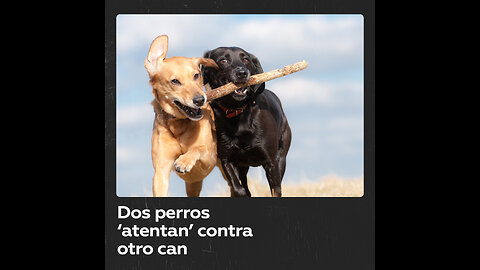 Dos perros empujan a otro can desde una azotea y este se salva gracias a una piscina inflable