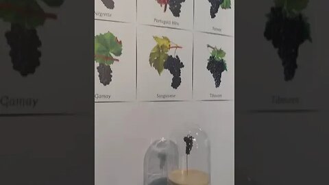 Tipos de uvas viníferas